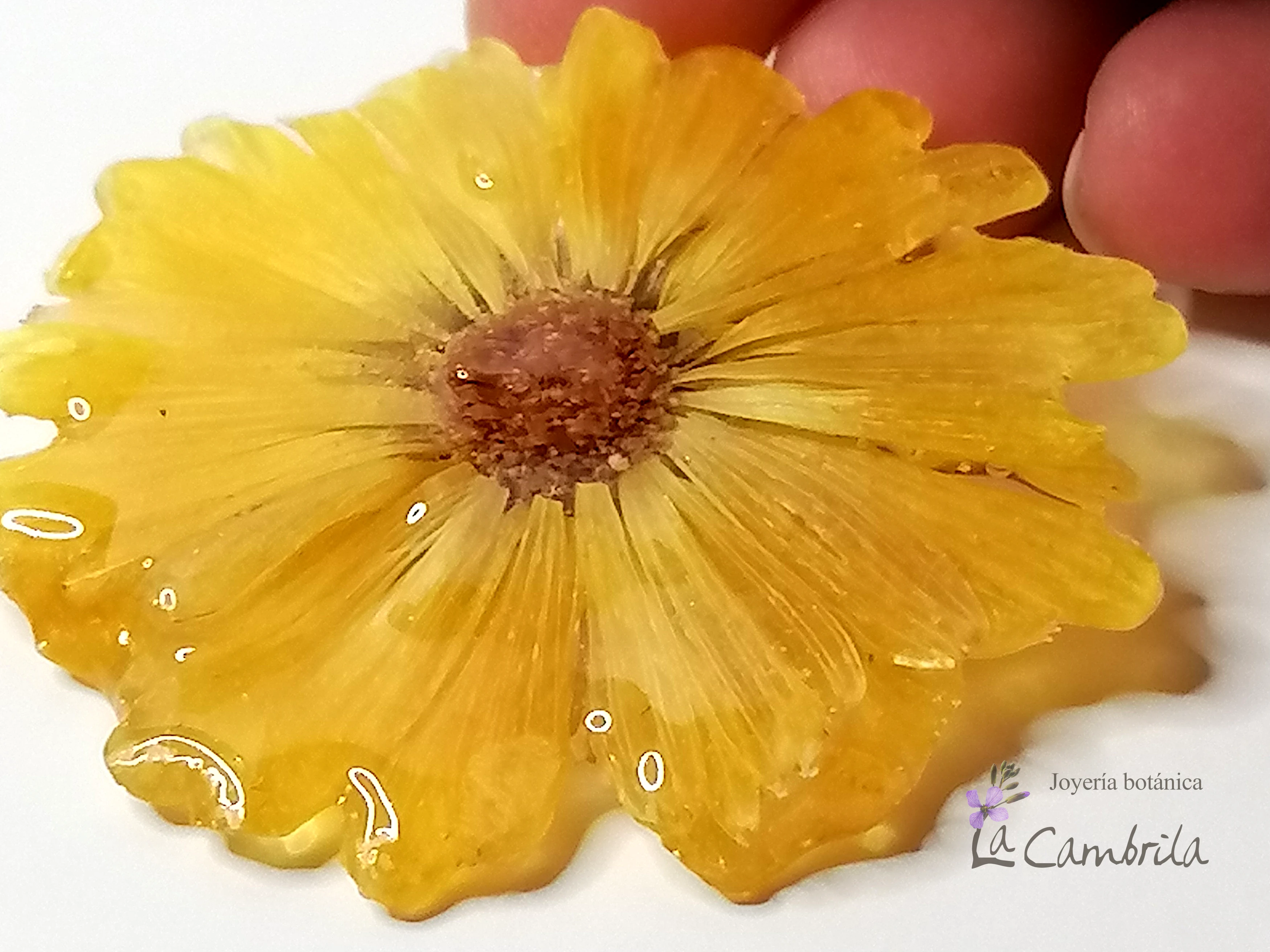 Broche de Caléndula Natural: Un rayo de sol eterno en tu ropa